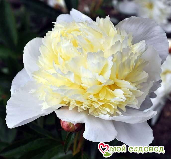 Пион Лаура Дессерт