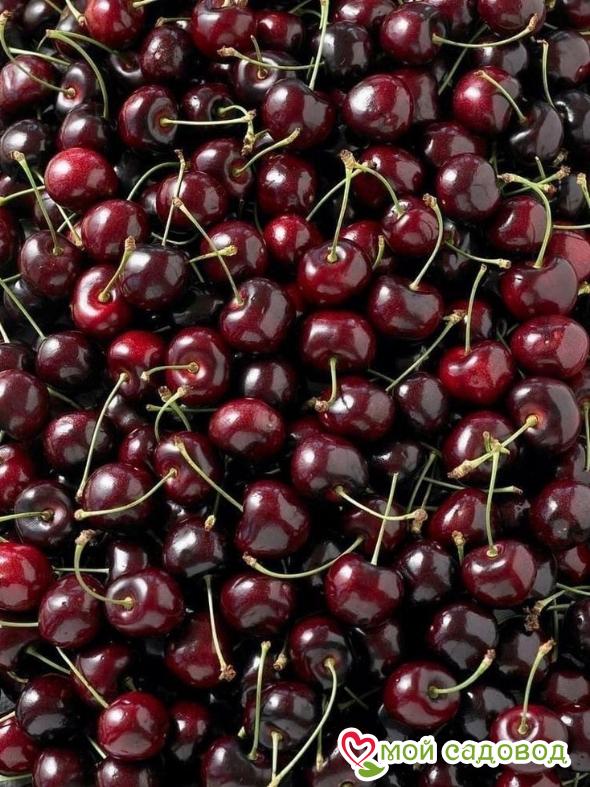 Вишня Брусницына