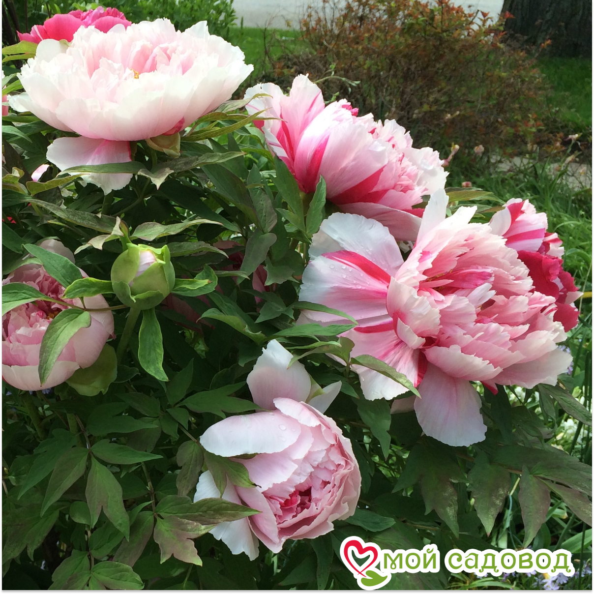 Пион Нефритовый Дракон