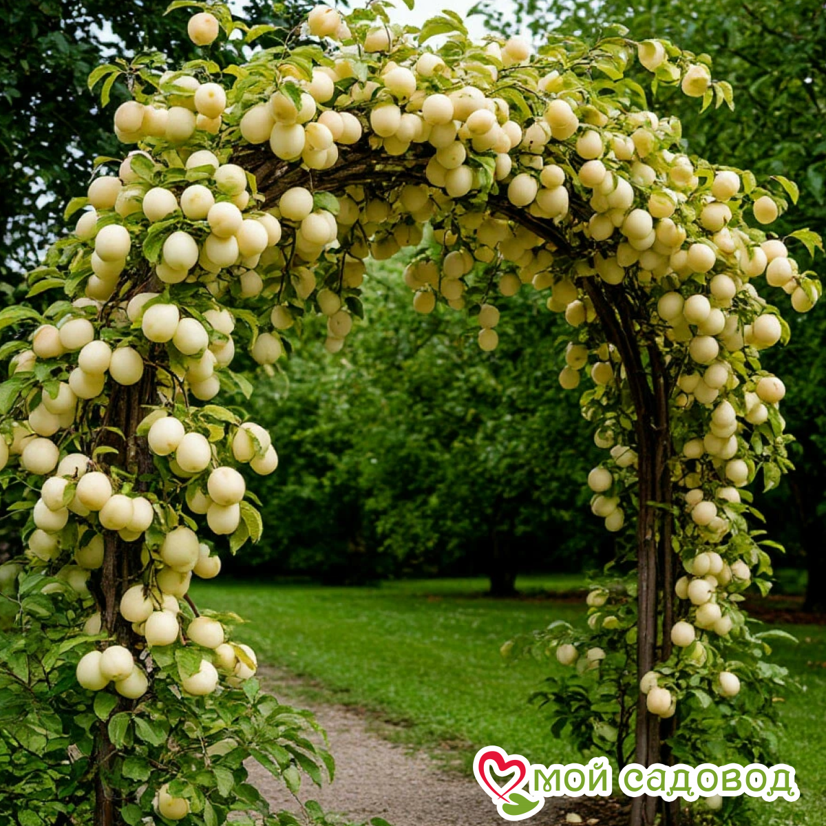 Алыча Плетистая Камчатка